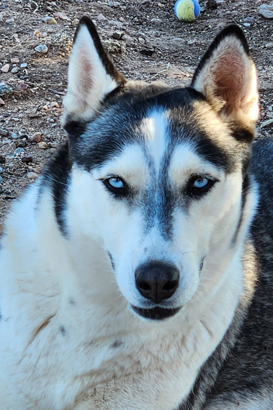 Husky
Lili
Huskies and Hand Grenades
Dog entrepeneurs