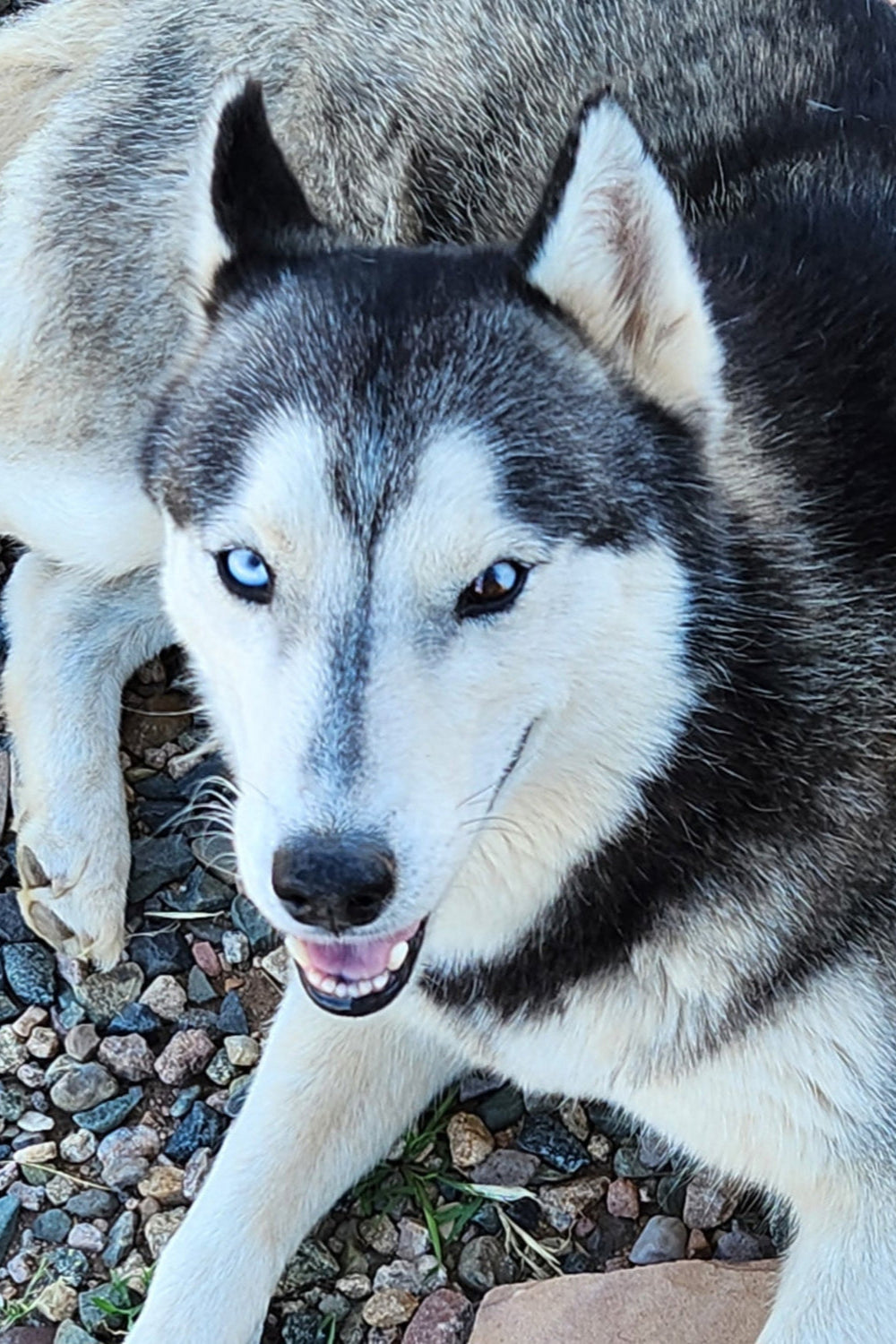 Loki the warrior
huskies and hand grenades
handsome huskies